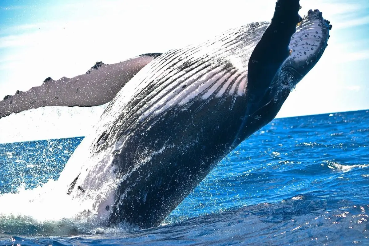 Ancient Bitcoin Whale Awakens After More Than Four Years to Move $377 Million on Chain