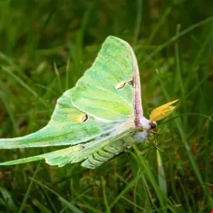 Leaked Files Expose the Sophisticated Corporate Structure of the ‘Luna Moth’ Ransomware Group